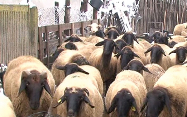 Evaluarea genetică a ovinelor din rasa Oaia cu cap negru de Teleorman