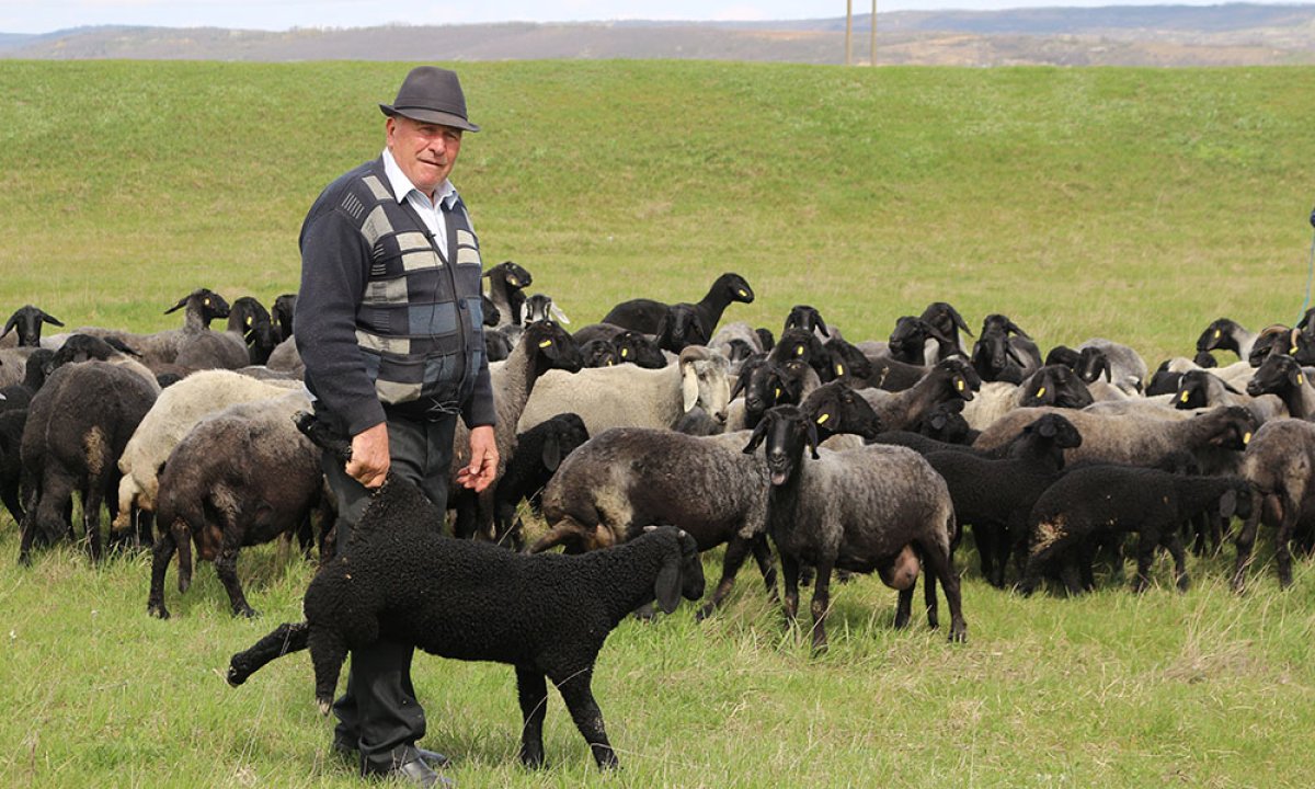Ion Țibireac, unul dintre cei mai cunoscuți crescători de oi din județul Vaslui. Pasionat de ovine de aproape 7 decenii