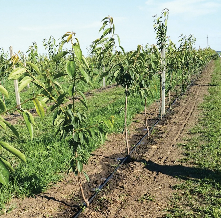 Ce trebuie să știm despre plantațiile de cireș până la intrarea pe rod