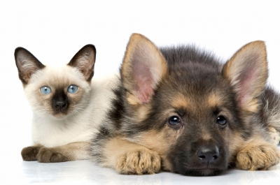 Ce trebuie să știm despre parazitozele întâlnite la câine și pisică
