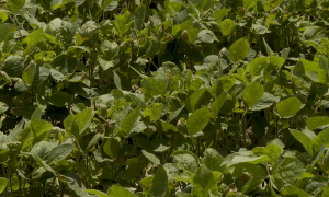 Cultura de soia – profituri rezonabile pentru fermieri