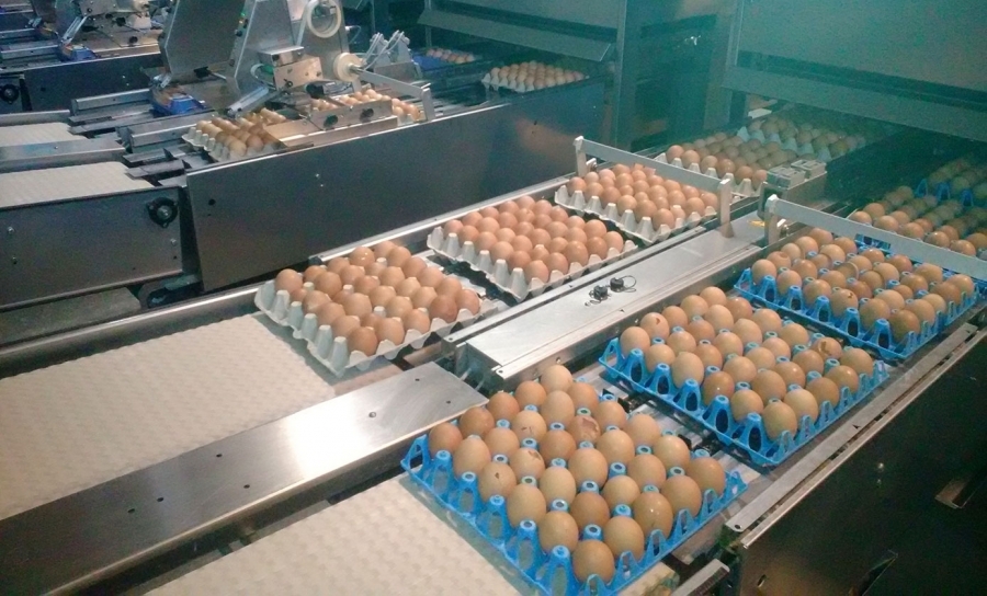 Controale ANSVSA privind carnea de pasăre și ouăle provenite din import și comerț intracomunitar