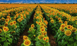 Floarea-soarelui: cum au evoluat suprafețele și producțiile în România