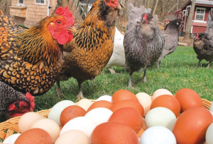 Vitamina D în hrana găinilor ouătoare