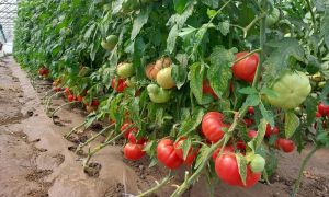 Recomandări tehnologice pentru cultura de tomate, ardei și castraveți
