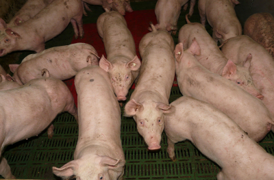 Focarele de pestă au decimat efectivele de porci din România