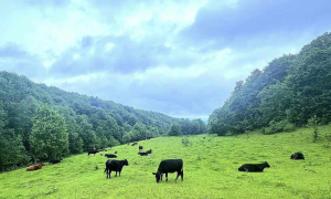 Proiect de act normativ pentru susținerea activității crescătorilor din sectorul bovinelor de carne și al bivolițelor