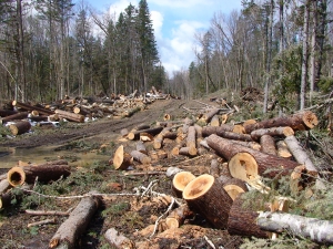 Prahova, în lipsa pazei pădurilor sătenilor, tăierile ilegale de arbori ating jumătate de milion de lei