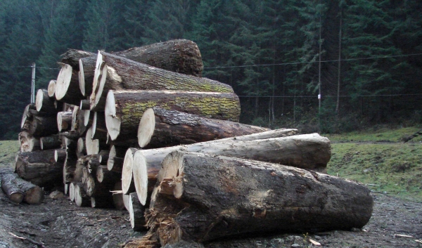 Forestierii bucovineni avertizează:  „Piața lemnului va fi iremediabil bulversată!“