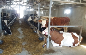 Fabrica de lapte, visul unei microferme din Iași