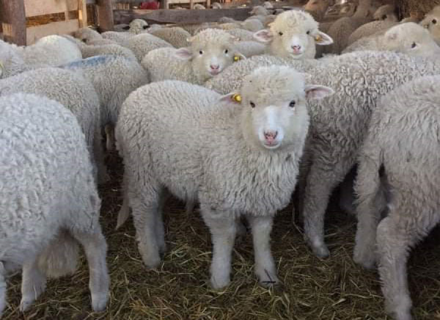 Ferma de ovine à la Filip