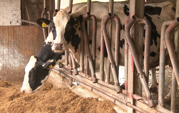 Cea mai performantă fermă de vaci de lapte se află în județul Ilfov