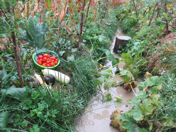 Grădina fără sapă, făcută cu... excavatorul. Un sistem din permacultură, inedit pentru România