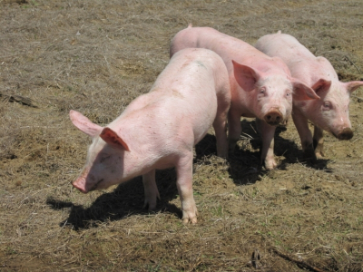 Actualizarea situației privind evoluția Pestei Porcine Africane la data de 18 martie 2021