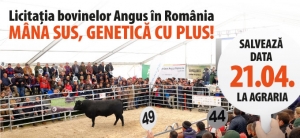 Principalul eveniment Angus al anului - Licitația de Bovine Aberdeen Angus în România!
