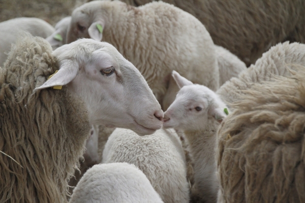 România deschide exportul cu oi vii în Golful Persic, acolo unde Australia l-a închis