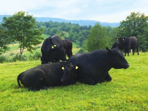 Creșterea bovinelor Aberdeen Angus pe pășuni 100% ecologice
