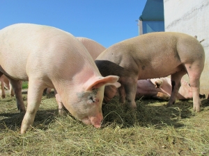 În două localități din județul Tulcea a fost depistat virusul Pestei Porcine Africane