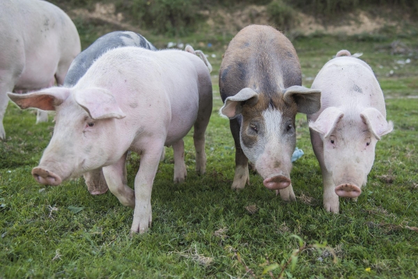 Examenul cărnii de porc pentru identificarea trichinelozei (Trichinella spp.)