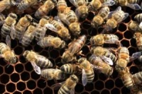 Francezii, uimiți de longevitatea albinei românești