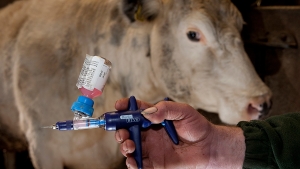 Vaccinarea animalelor - act medical veterinar cu importanță majoră pentru prevenirea bolilor transmisibile