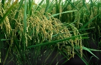 FAO şi-a îmbunătăţit estimările privind recolta mondială de orez în 2012/2013