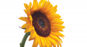 Floarea-soarelui high oleic - diagnoză, tendințe și oportunități