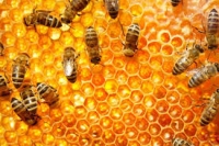 Albinele româneşti, un tezaur genetic pentru Europa
