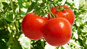 Peste 2000 de fermieri au primit banii pentru tomatele românești cultivate în spații protejate