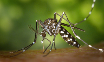 Prevenirea, combaterea şi limitarea efectelor infestaţiei cu ţânţari