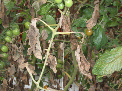 Dăunătorii tomatelor cultivate în spații protejate
