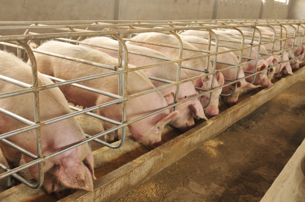 Prețul cărnii de porc va crește, în medie, cu până la 30%, începând din aprilie