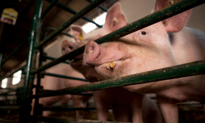 Producție de carne de porc mai mică, prețuri mai mari