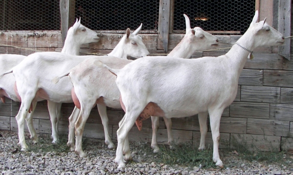 Furajarea inteligentă a caprelor a dublat producția de lapte