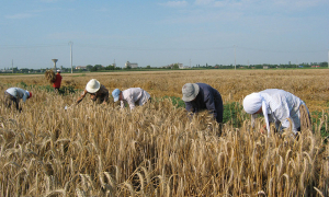 Repercusiunile secetei și ale scumpirilor în cercetarea agricolă