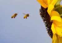 Floarea-soarelui, ultima speranţă a multor apicultori