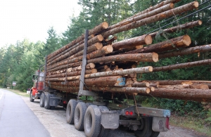 Camion confiscat pentru lemn nedeclarat