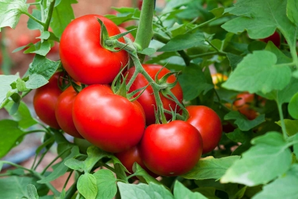 MADR: Programul de sprijin pentru tomate continuă și în 2020