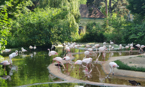 Grădina Zoologică Schönbrunn, cea mai veche din lume