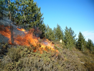 Numărul incendiilor de pădure este în creștere