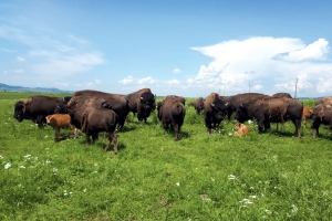 Ferma de bizoni de la Aita Mare