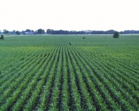 Agricultorii români au depus cereri de plată pentru 4,3 milioane hectare, până pe 26 aprilie 2013
