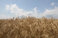 Paradoxul competitivităţii în piaţa grâului românesc
