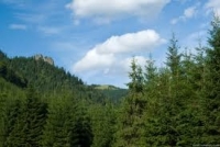 Forma finală a Codului Silvic nemulţumeşte proprietarii de păduri