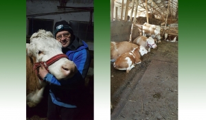 Ferma de vaci Bălţată Românescă cu pedigree a unui fermier mic din Lăpuşnicu Mare