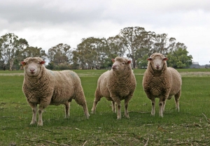 Ministerul Agriculturii încurajează investițiile în activități de colectare, prelucrare și valorificare a lânii