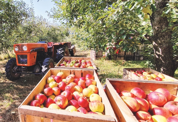 Mai puține mere de Voinești, prețuri mai bune decât în 2018