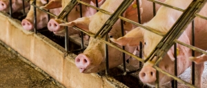 Actualizarea situației privind evoluția Pestei Porcine Africane la data de 11 ianuarie 2019