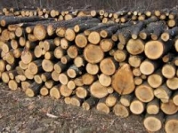 Vânzarea lemnului pe picior va fi interzisă