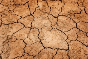 MADR a decis: despăgubiri pentru secetă și sprijin agricultorilor afectați de pandemie